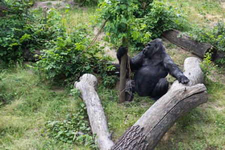West lowland silverback gorilla on tree in rainforest in black and white