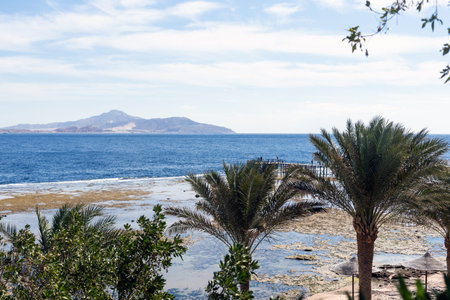 Palm trees against blue sky, Palm trees at tropical coast, coconut tree, summer tree