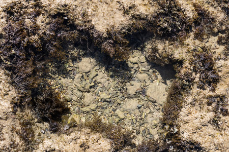 Sandy wild beach of the Red Sea.