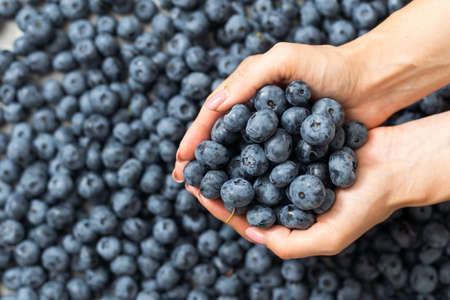 Close-up of hands holding blueberry. Harvest, summer, healthy eating concept.の写真素材