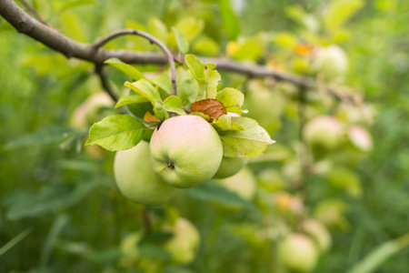 Autumn day. Rural garden. In the frame ripe red apples on a tree. Ukraineの写真素材