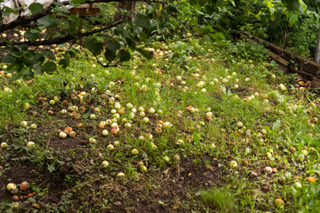 Fallen apples in an orchard . Industrial apples . Harvest . Apples background. Apples lying on...
