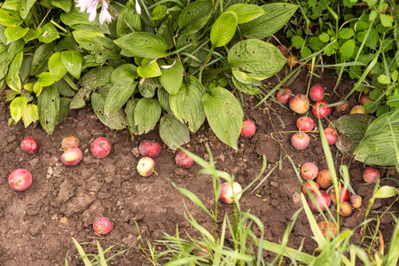 Fallen apples in an orchard . Industrial apples . Harvest . Apples background. Apples lying on...