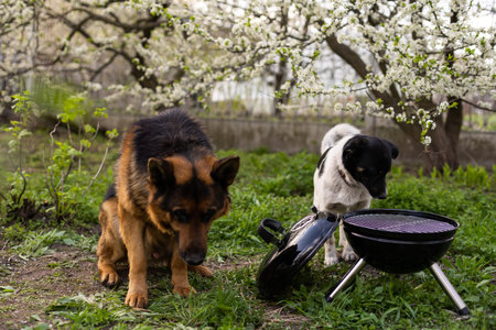 An empty barbecue grill stands in the yard