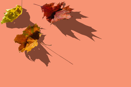 autumn maple leaf isolated on white background