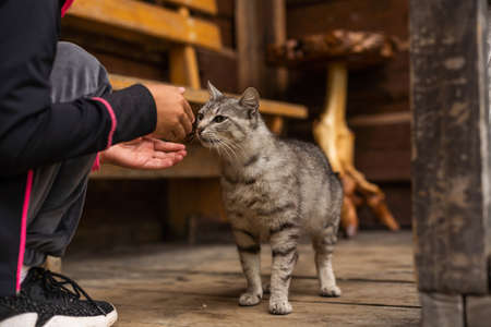 a little girl feeds a cat in the yardの写真素材