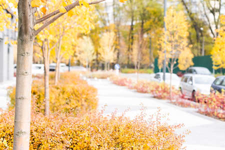 apartment building complex in fall season with colorful autumn leaves.の写真素材