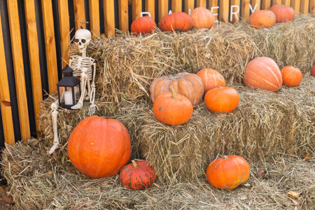 Orange pumpkins in the field for hallowen and fall background