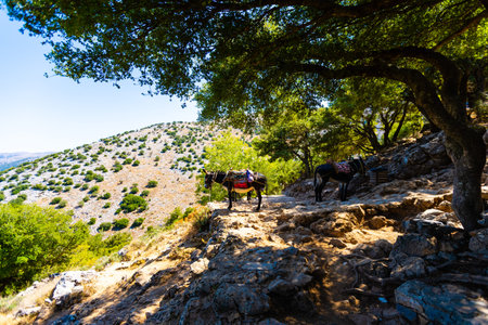 Donkey with mountains in natureの写真素材