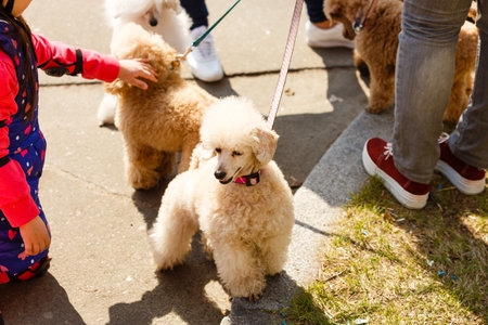 Two little brown poodles. Small puppy of toypoodle breed. Cute dog and good friend. Dog games, dog training.の写真素材