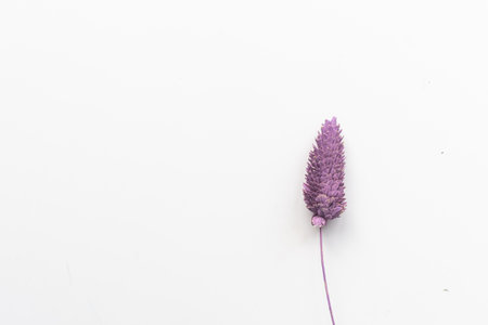 dry lilac lavender flowers on a white background. Autumn concept. Beautiful background, copy space, top viewの写真素材