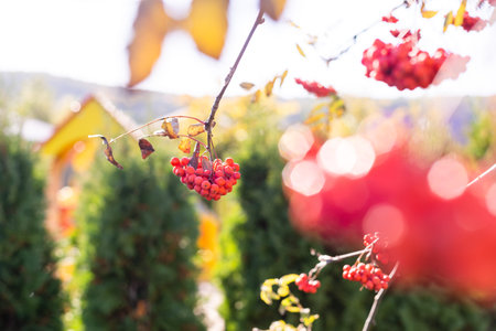 Viburnum (viburnum opulus) berries and leaves outdoor in autumn fall. Bunch of red viburnum berries...