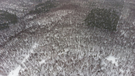 Aerial view from above of winter forest covered in snow. Pine tree and spruce forest top view. Cold snowy wilderness drone landscape photo. Moody blue color and tone. Quadcopter flies above woodsの写真素材