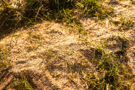 Sawdust or wood dust texture background. Wood sawdust background closeup. Sawdust floor texture. Top view above. Saw dust texture, close-up background of sawdust.の写真素材
