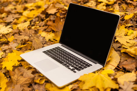 laptop in the autumn forest