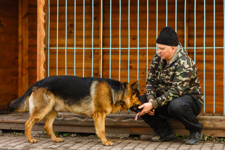 German shepherd dog in trainingの写真素材