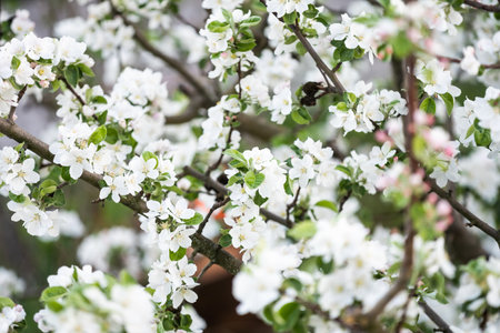 the tree is blooming in the gardenの写真素材
