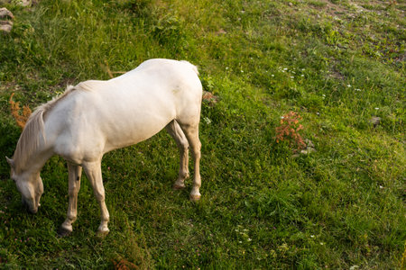 Domestic Horse Grazing in the Meadowの写真素材