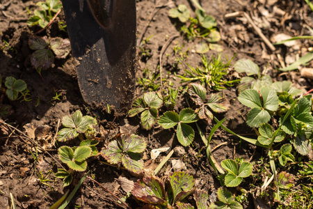 Gardening tools on fertile soil texture background seen from above. Gardening or planting concept. Working in the spring garden.の写真素材
