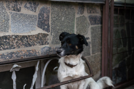 Dog sitting near the house
