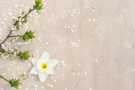 Spring flowering branches of Cherry blossom on a light wood background.