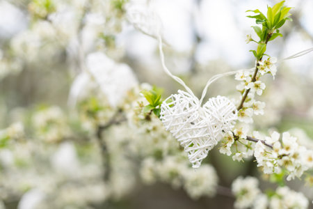 heart on flowering trees. Concept of Valentines day, Spring, Place for text.の写真素材