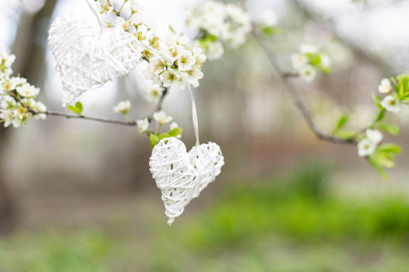 heart on flowering trees. Concept of Valentines day, Spring, Place for text.の写真素材