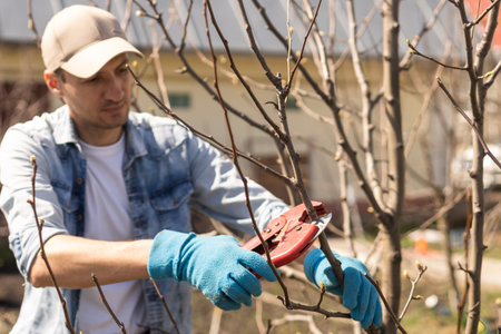 Professional gardener pruning a treeの写真素材