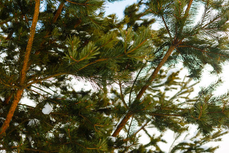 pine tree close-up, winter pine in the forest