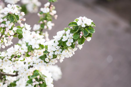 Spring Cherry blossoms, the tree is blooming in the garden