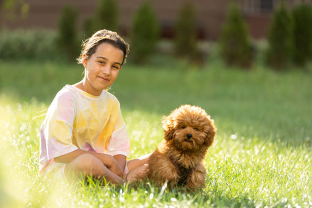 a little girl with Adorable Maltese and Poodle mix Puppy or Maltipoo dog