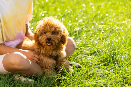 Little girl with a maltese puppy, outdoor summer.の写真素材
