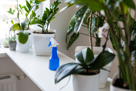 sprayer for plant care. indoor plants in the backgroundの写真素材