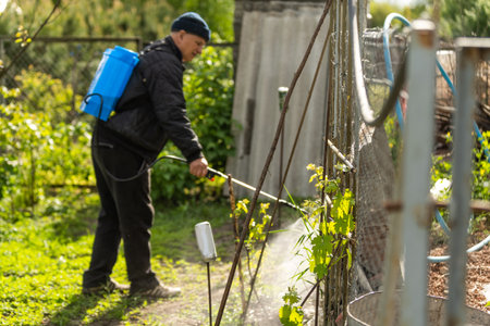 Farmer spraying vegetable green plants in the garden with herbicides, pesticides or insecticidesの写真素材