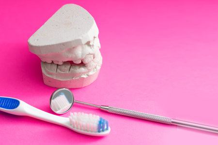 Toothbrush and human jaw mockup. Study guide for children and students.