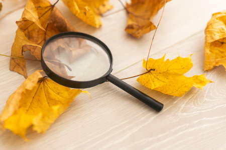 A magnifying glass in the park in autumn fall. Yellow orange leaves, magnifying glass, loupe.の写真素材