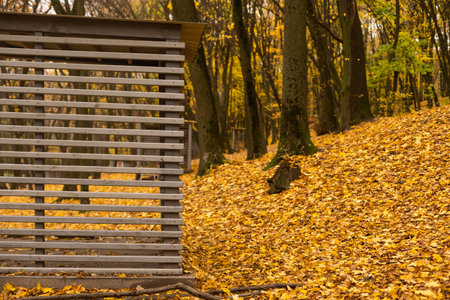 gazebo in the autumn forestの写真素材