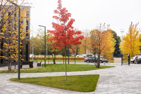 Autumn trees in urban area. The roofs of residential and industrial buildings are buried in the crowns of multi-colored foliageの写真素材