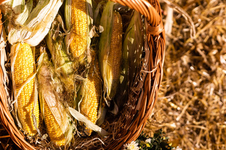 beautiful and dry corn in a basketの写真素材