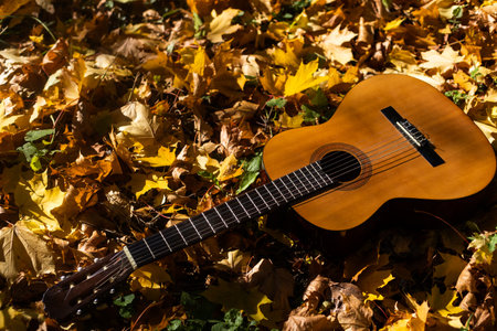 Guitar leaned on a tree in the fall surrounded by yellow leavesの写真素材