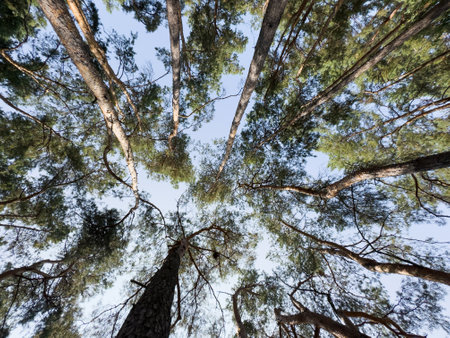 beautiful shot photo greenery tall pine trees mountainous terrain cloudy fog mist natural scenery roads Purola, Uttarakhandの写真素材