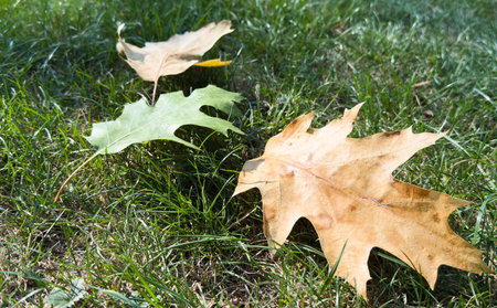 high angle view of woman in red rubber boots on green grass full of autumn leaves