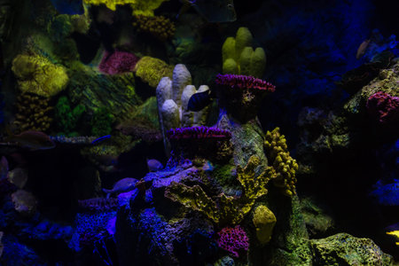 A marine aquarium with fishes and corals