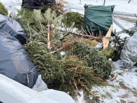 Old Christmas Tree. End of Christmas. Old discarded christmas tree.の写真素材