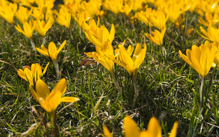 Yellow crocus flowers in spring