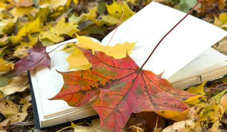 Autumn Book with Yellow Fallen Autumn Leaves Background. Autumn Background.