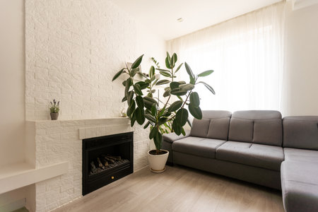 Green tropical plants in light room. Home decorationの写真素材