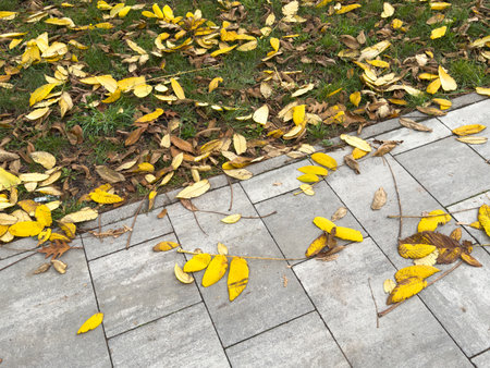 Row of red-leafed trees lining a paved walkway in autumn - cloudy sky above - fallen leaves scattered on grassの写真素材