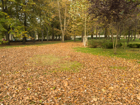 Autumn leaves on green grass against the background of fall colorful trees with sunbeamsの写真素材