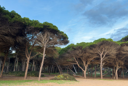 tilted pine on the sandy beachの写真素材